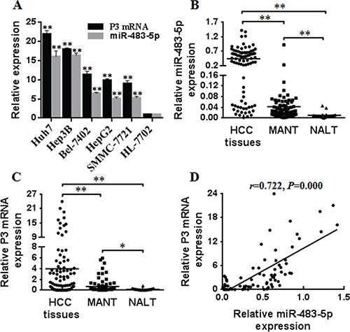 The overexpression of miR-483-5p and P3 mRNA in HCC cells and human HCC tissues.