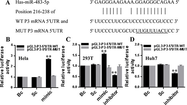 miR-483-5p directly recognizes the 5&#x2032;UTR of P3 mRNA.