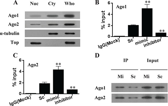 miR-483-5p increases the recruitment of endogenous Ago 1 and Ago 2 to its complementary target site of the P3 mRNA 5&#x2032;UTR.