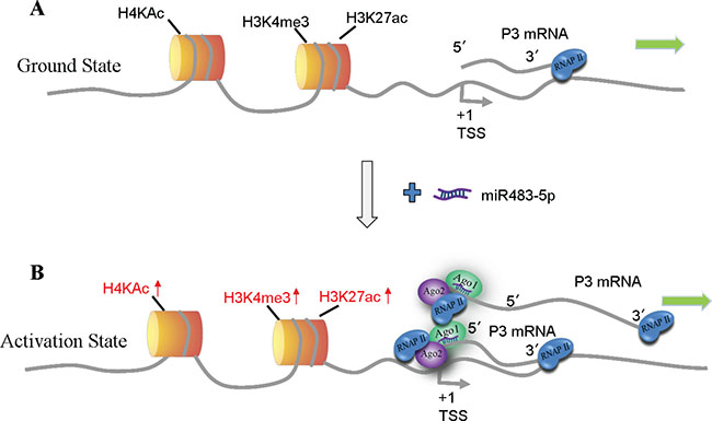 Model of miR-483-5p-mediated activation of P3 mRNA transcription.