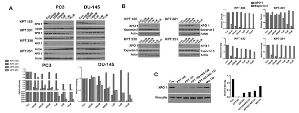 SINE inhibitors cause proteasomal degradation of XPO 1.