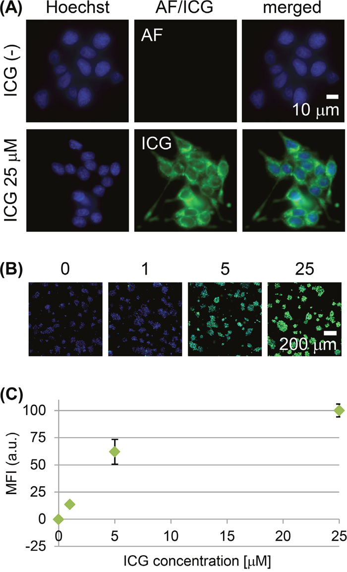 Live-cell imaging of RCN-9 cells incubated with indocyanine green (ICG).