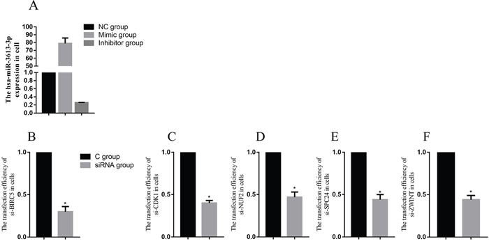 The transfection efficiency of miRNA and core genes.