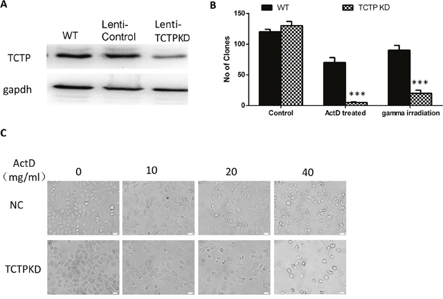 Lung cancer cells with low level of TCTP protein are more sensitive to stressful condition caused either by chemical or physical factors.