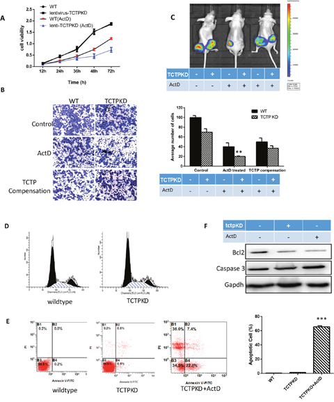 The effect of TCTP knockdown in lung cancer.