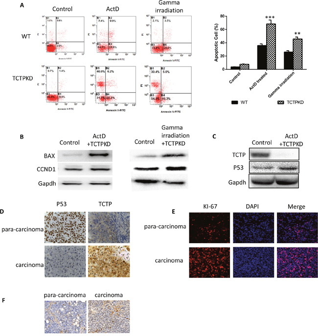 Ablation of TCTP lead to easier induced apoptosis and caused drug sensitive of liver cancer cells both in vivo and in vitro.