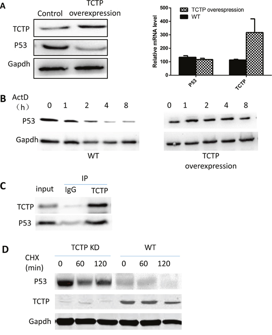 TCTP can regulate the stability of P53 in lung cancer.