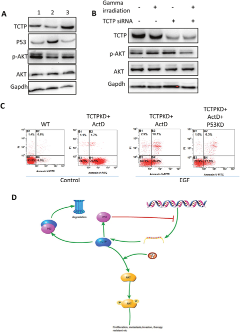 Signal pathways may involve in and the hypothesis.