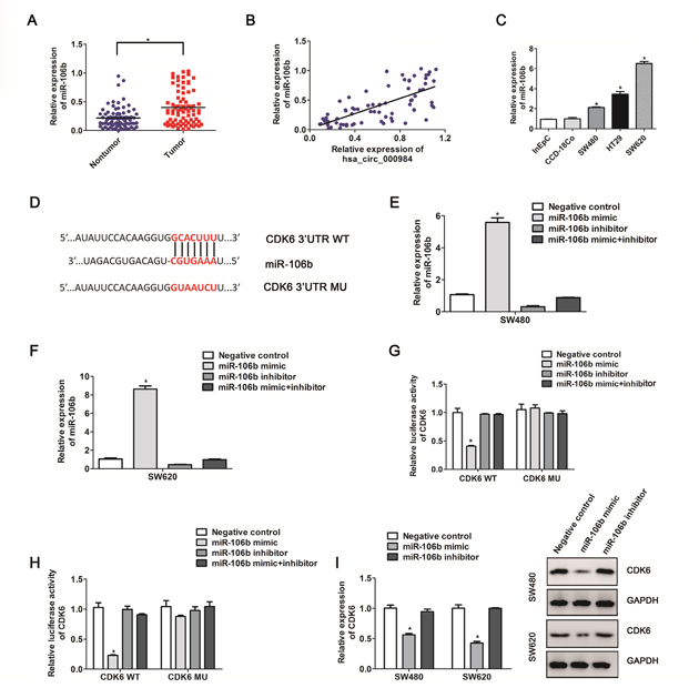 The correlation between CDK6 expression and miR-106b in CRC cells.