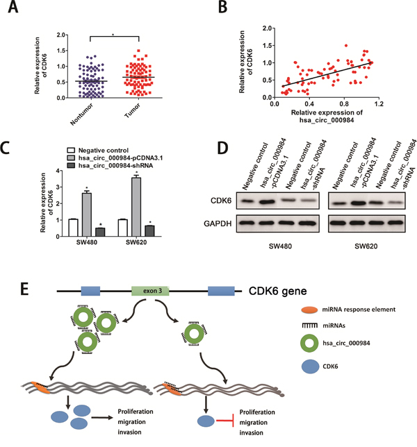 Hsa_circ_000984 may serve as miR-106b sponge to regulate its circRNA-miRNA-mRNA network.
