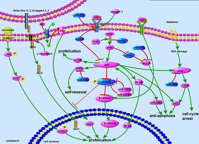 The network about signaling pathways.