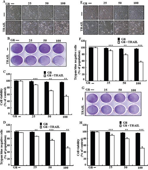 Glipizide sensitizes TRAIL-mediated apoptosis in lung adenocarcinomacells. A549, HCC-15 and Calu-3 cells were pre-incubated with glipizide at different doses (0, 25, 50, and 100 &#x03BC;M) for 12 h and exposed to TRAIL protein 200 ng/ml for 2 h.