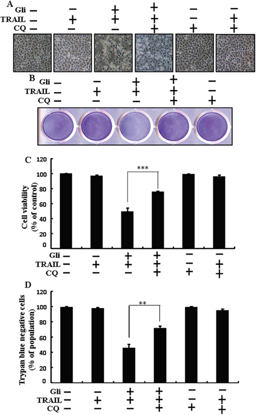 Glipizide enhanced TRAIL-induced apoptosis is blocked by inhibition of autophagy.