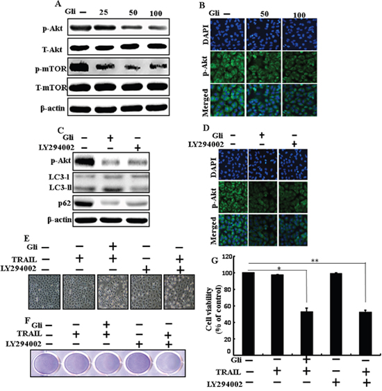 Effects of glipizide on the Akt/mTOR/autophagy signaling pathway.