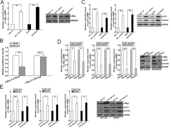 Identification of c-Myc as a target of miR-451 in LAD cells.