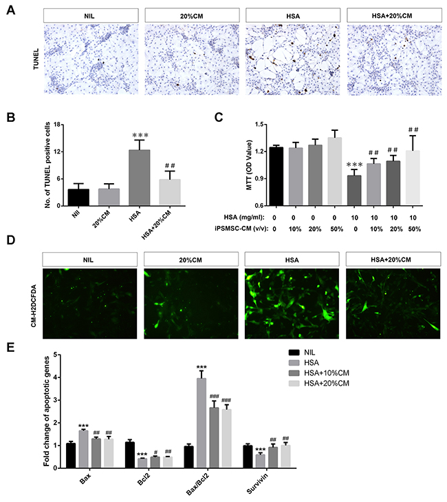 iPS-MSCs reduced apoptosis, potentiated proliferation and attenuated oxidative stress in albumin overloaded PTECs.