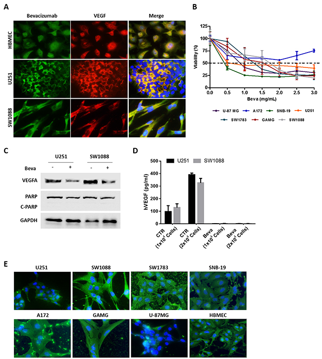 In vitro effect of Bevacizumab in GBM cell lines.