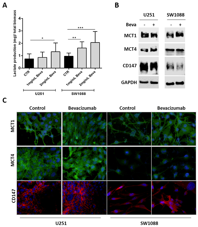 Modulation of lactate production and transport in Bevacizumab treated GBM cells.