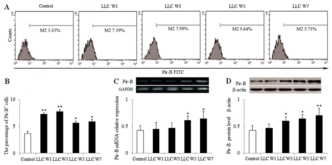 Changes in the expression of Pir-B during the progression of lung cancer.