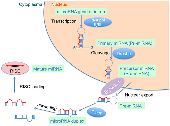 Biogenesis of microRNA (miRNA).