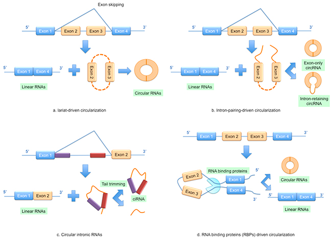 Models of circular RNA (circRNA) biogenesis.