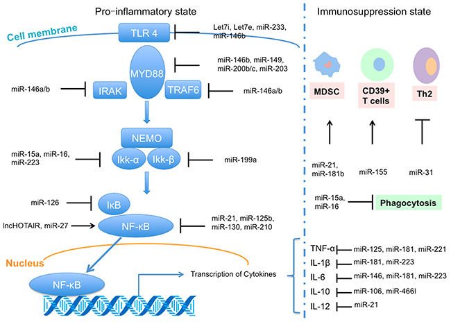 Regulation of microRNA (miRNA) and long non-coding RNA (lncRNA) in sepsis, including interacting with toll-like receptor 4 (TLR4) signal pathway in pro-inflammatory state and regulation functions in immunosuppression state (based on [14]).