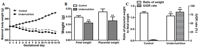 Developmental parameters of rats under prenatal maternal undernutrition.