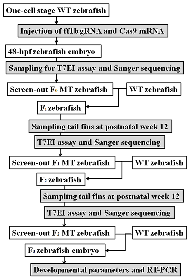 The experimental scheme for CRISPR/Cas9 targeted fushi tarazu factor 1b (ff1b) mutation in zebrafish.