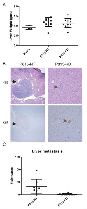 SHP2 silencing prevents mastocytoma tumor growth in liver.