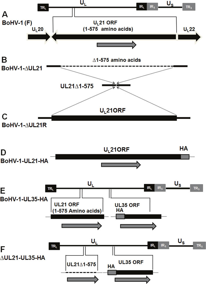 Construction and characterization of the &#x0394;UL21 mutant and revertant viruses.