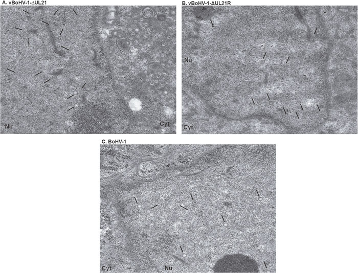 TEM micrographs of nucleocapsids in nuclei.