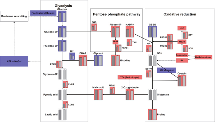 Integrating metabolomics and proteomics pathways: glycolysis, pentose phosphate pathway, oxidative reduction pathways.