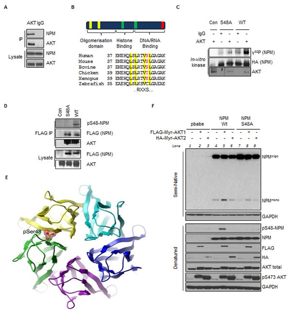 Fig.1: AKT Phosphorylates NPM on Serine 48 and Regulates NPM Quaternary Structure.