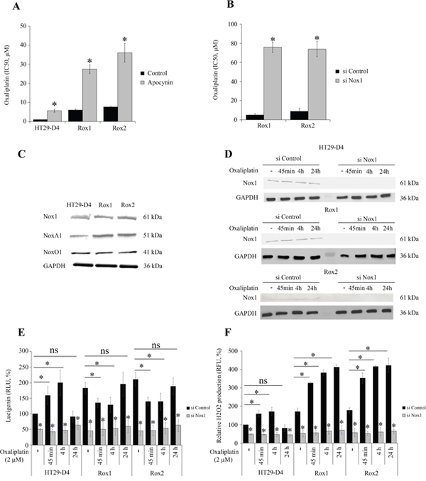 Implication of Nox1 in oxaliplatin-induced ROS production and cytotoxicity.