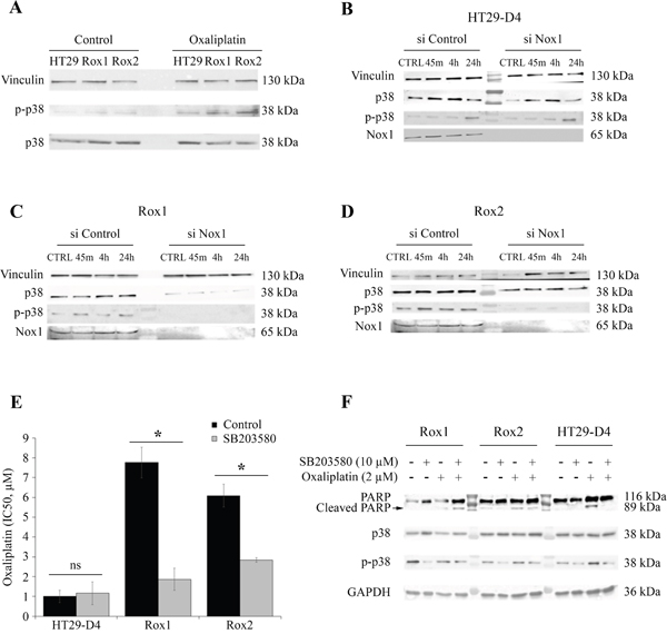 Implication of p38 in the resistance to oxaliplatin.