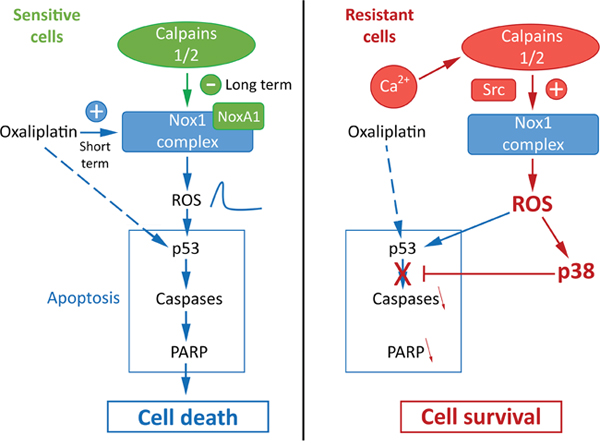 Proposed model for the regulation of oxaliplatin effects by calpains, Nox1 and p38 in sensitive and resistant colorectal cancer cells.