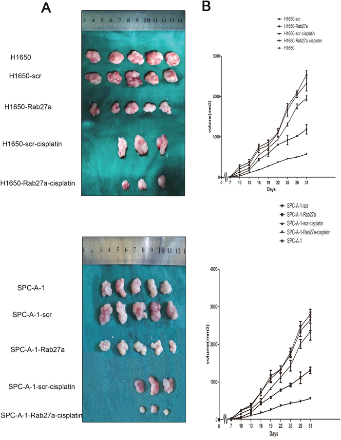 Effects of constitutive activation or silencing of Rab27a on growth of NSCLC in nude mice.