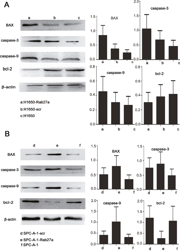 Rab27a expression and apoptosis in vitro.