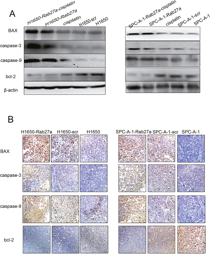 Rab27a expression and apoptosis in vitro.