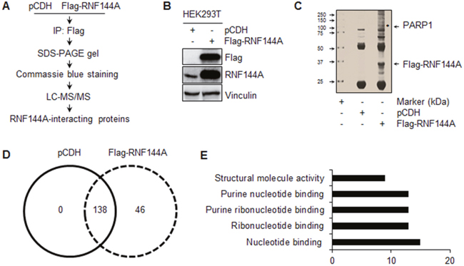 Identification of RNF144A-interacting proteins by LC-MS/MS based proteomics.