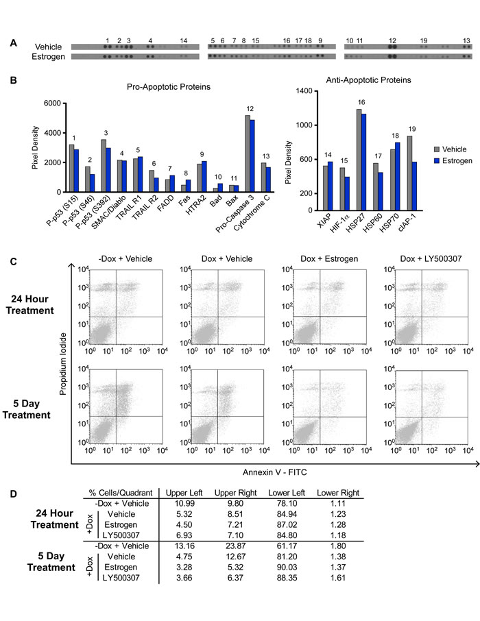 Effects of ER&#x3b2; on Apoptosis of TNBC cells.