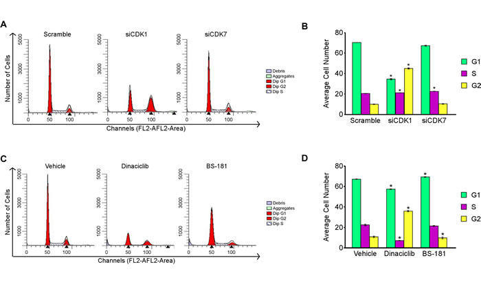 Effects of CDK1 and CDK7 inhibition on cell cycle progression.