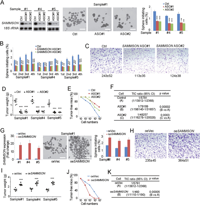 SAMMSON is required for liver TIC self-renewal.