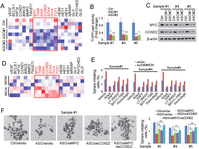 SAMMSON drives liver TIC self-renewal through Wnt/&#x03B2;-catenin signaling.