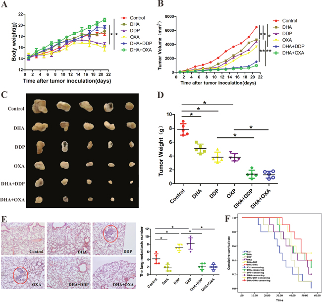 DHA enhanced the anti-tumor effects of DDP and OXA in a mouse xenograft model.