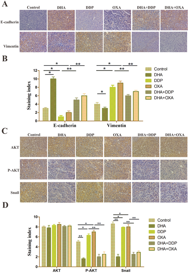 DHA alters EMT marker levels and inhibits the NF-&#x03BA;B/Snail pathway induced by DDP/OXA in cancer tissues.
