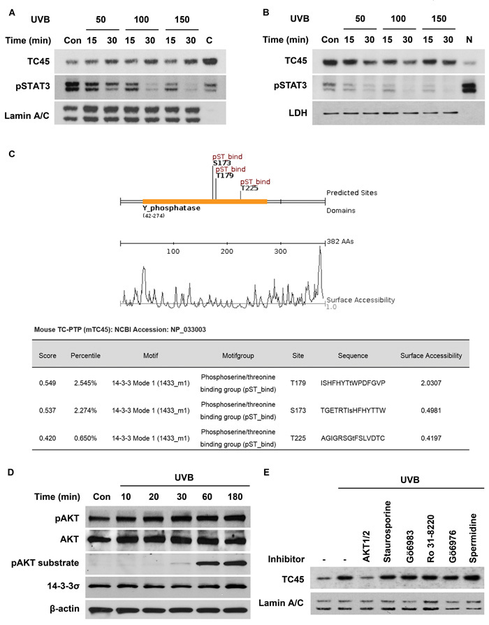 AKT regulates UVB-mediated nuclear translocation of TC45 in keratinocytes.