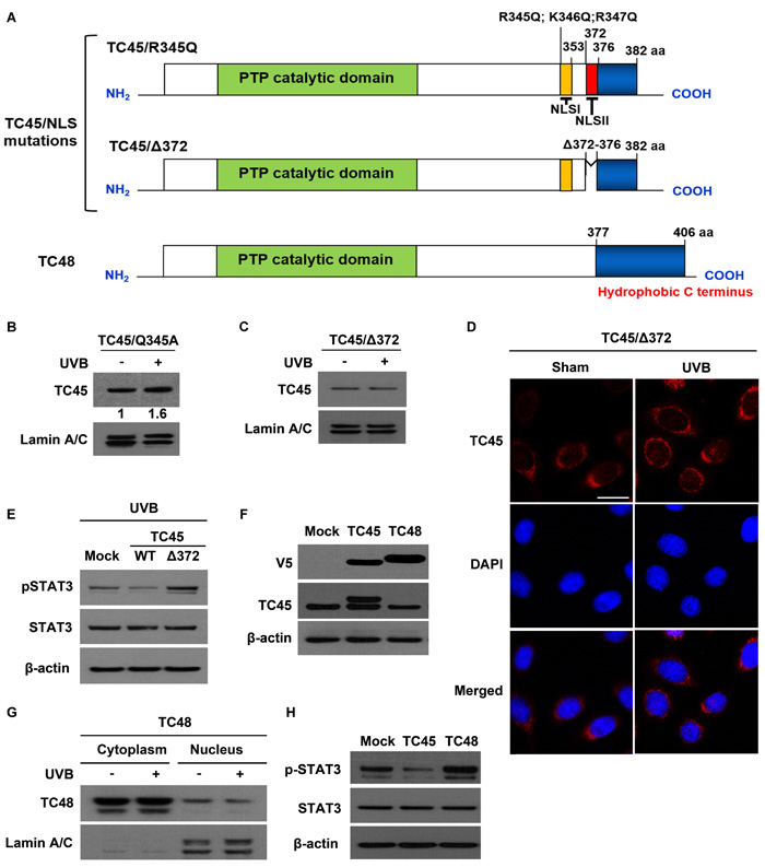 Disruption of NLSII in TC45 prevents UVB-induced nuclear translocation in keratinocytes.