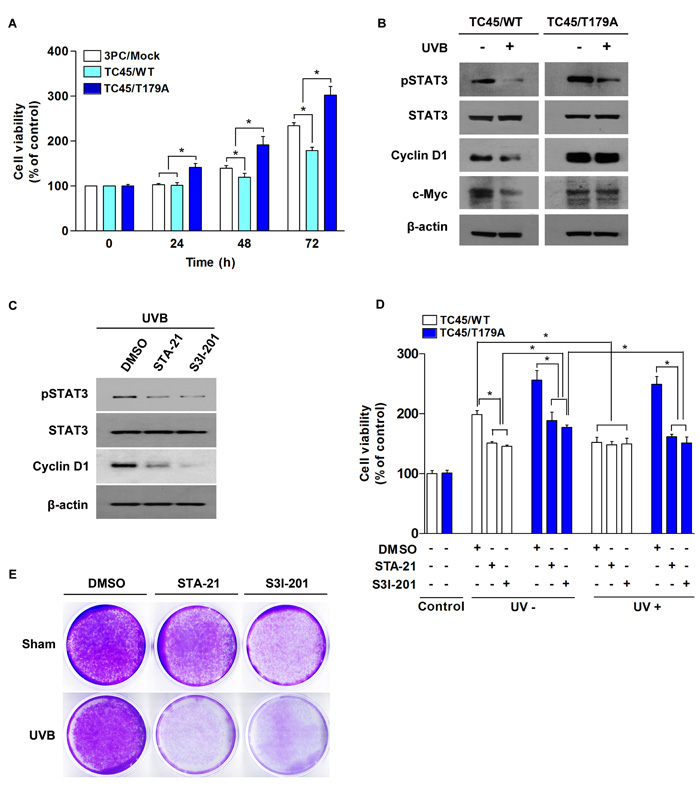Inhibition of TC45 nuclear translocation promotes UVB-induced keratinocyte proliferation