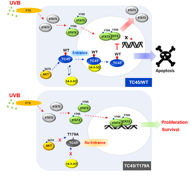 Schematic diagram of the mechanism of TC45 nuclear translocation in keratinocytes following UVB irradiation.